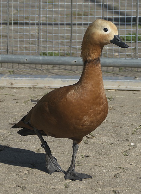 使用