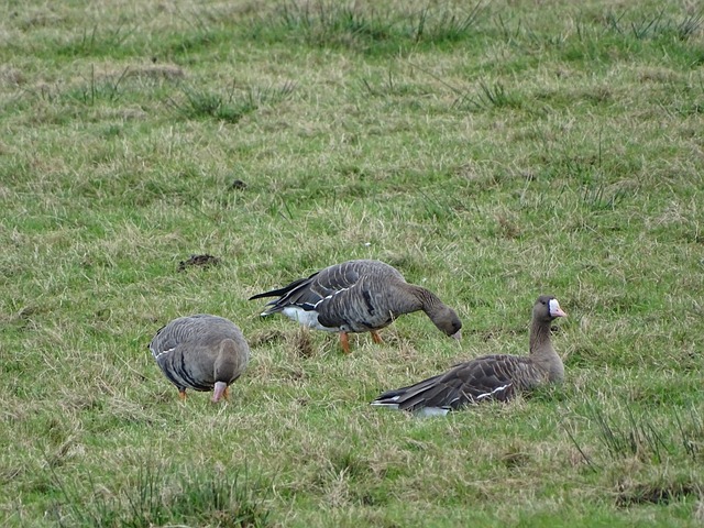 年的东京奥 年的东京奥